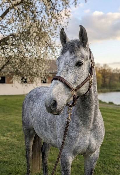 Gelding Connemara For sale 2022 Grey