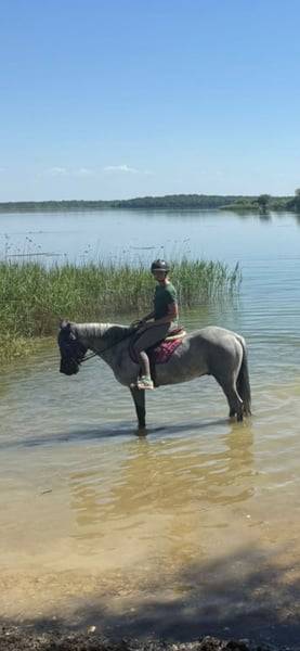 Gelding Connemara For sale 2022 Grey