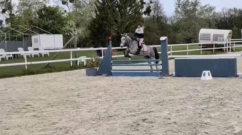 Gelding Connemara For sale 2022 Grey