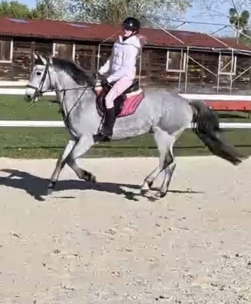 Gelding Connemara For sale 2022 Grey