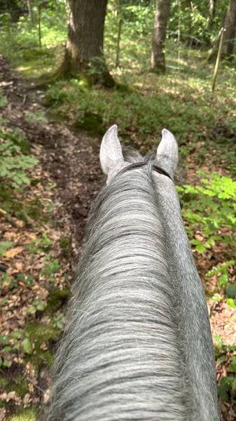 Gelding Connemara For sale 2022 Grey