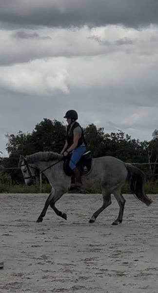 Gelding Connemara For sale 2022 Grey