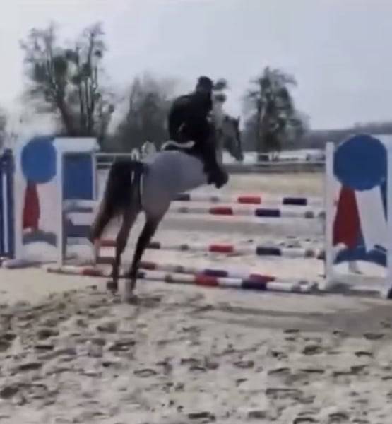 Gelding Connemara For sale 2022 Grey