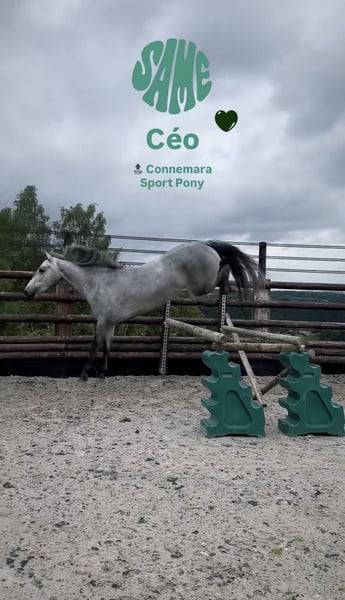 Gelding Connemara For sale 2022 Grey