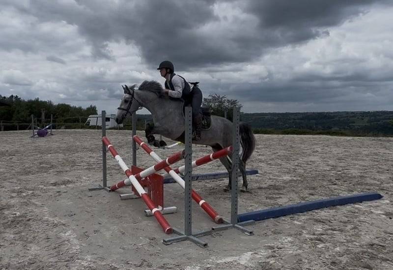Gelding Connemara For sale 2022 Grey