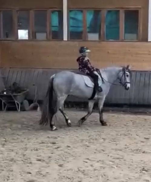 Gelding Connemara For sale 2022 Grey