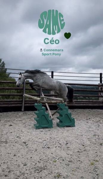Gelding Connemara For sale 2022 Grey