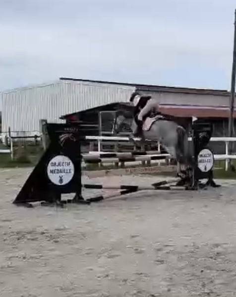Gelding Connemara For sale 2022 Grey