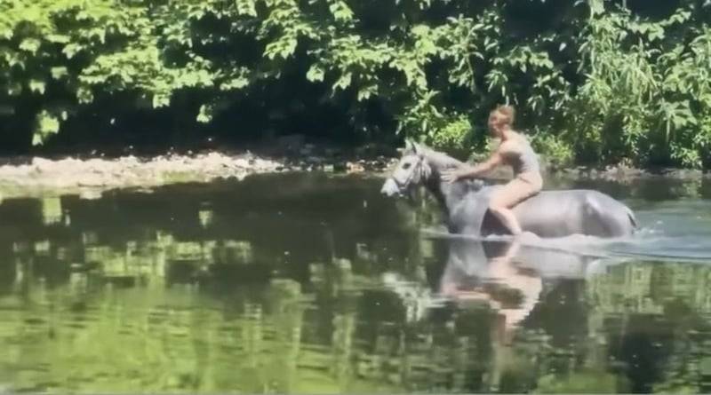 Gelding Connemara For sale 2022 Grey