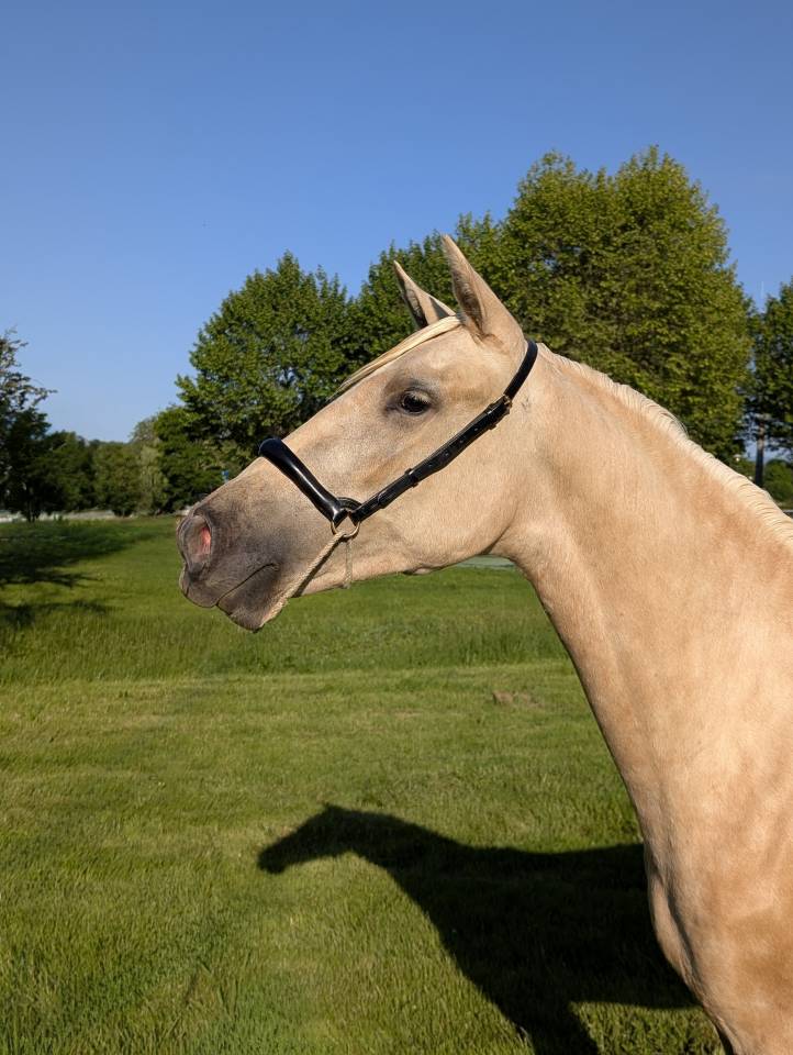 Mare PRE Pure Spanish Bred For sale 2023 Palomino