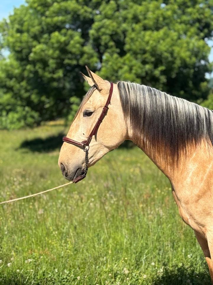 Gelding PRE Pure Spanish Bred For sale 2022 Buckskin