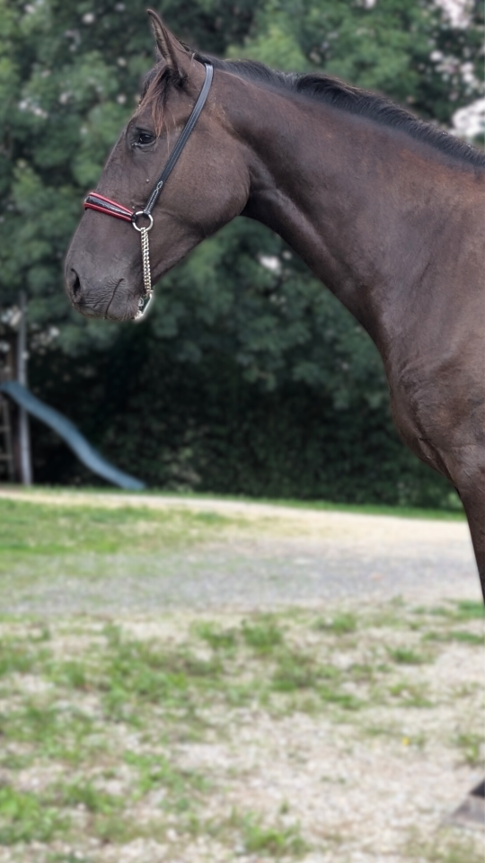 Mare PRE Pure Spanish Bred For sale 2023 Black