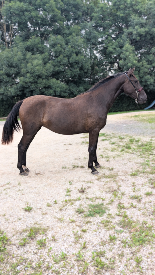 Mare PRE Pure Spanish Bred For sale 2023 Black