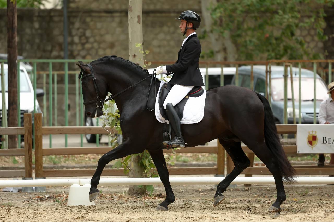 Jango NP - PRE Pure Spanish Bred 2017 by INTIMO SALVATELLA