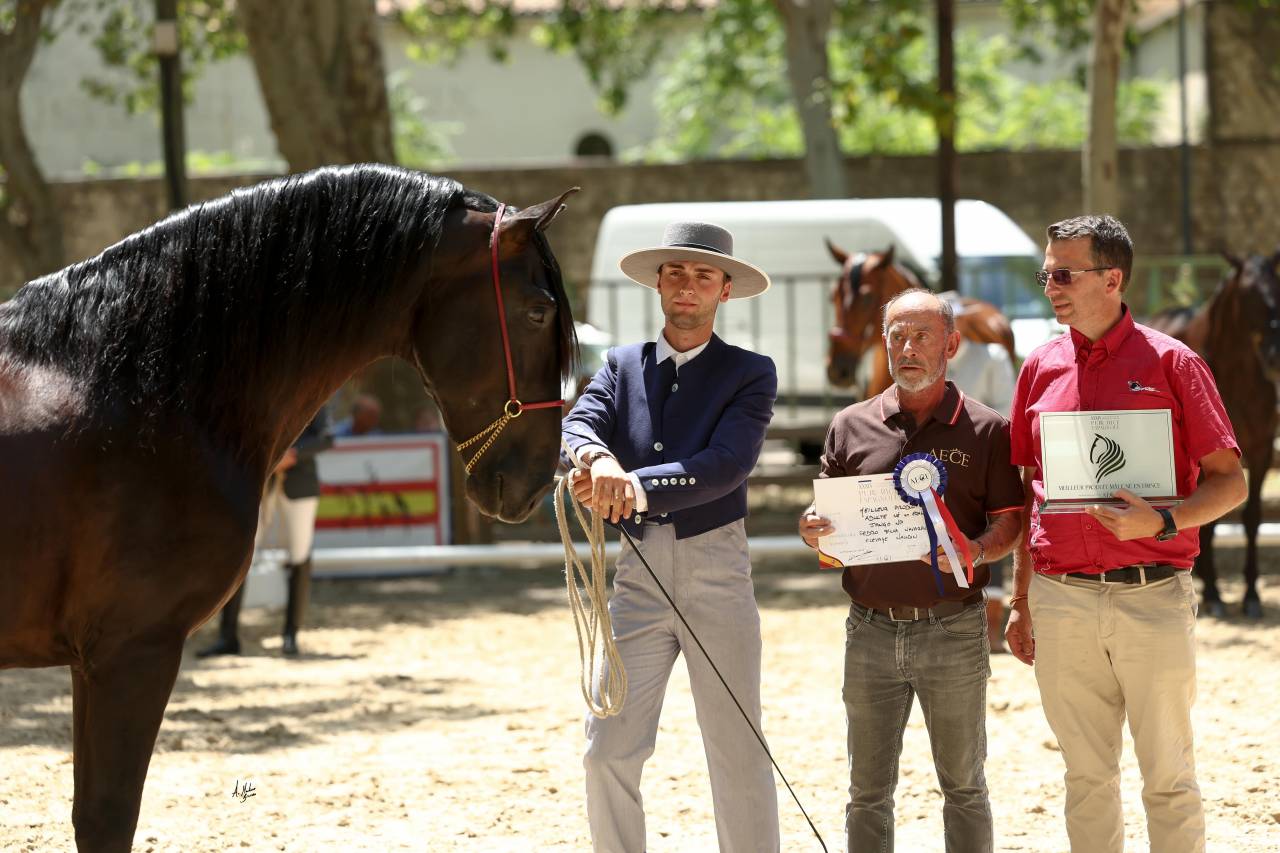 Jango NP - PRE Pure Spanish Bred 2017 by INTIMO SALVATELLA