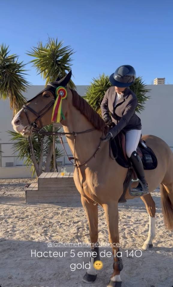 Gelding Selle Fran&ccedil;ais For sale 2017 Chesnut