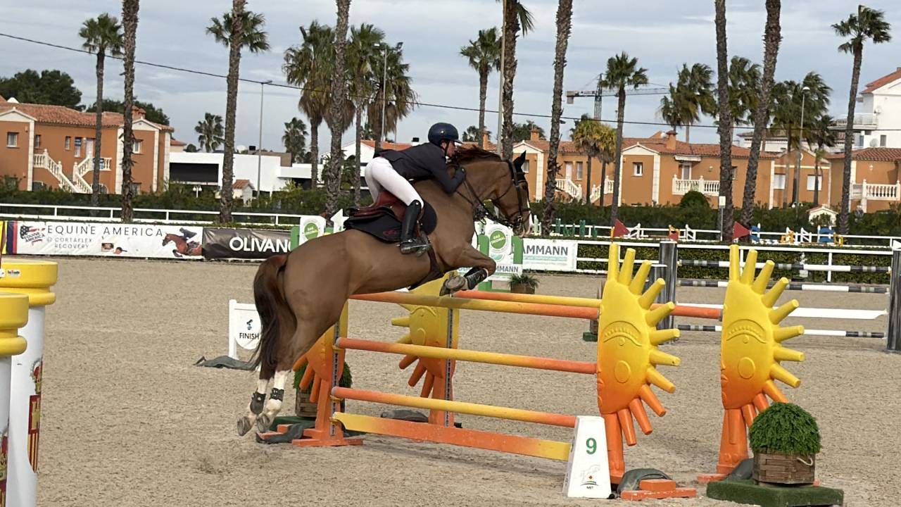 Gelding Selle Fran&ccedil;ais For sale 2017 Chesnut