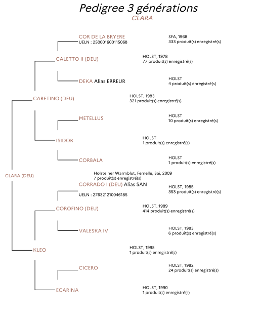 Broodmare Holsteiner For sale 2009 Bay
