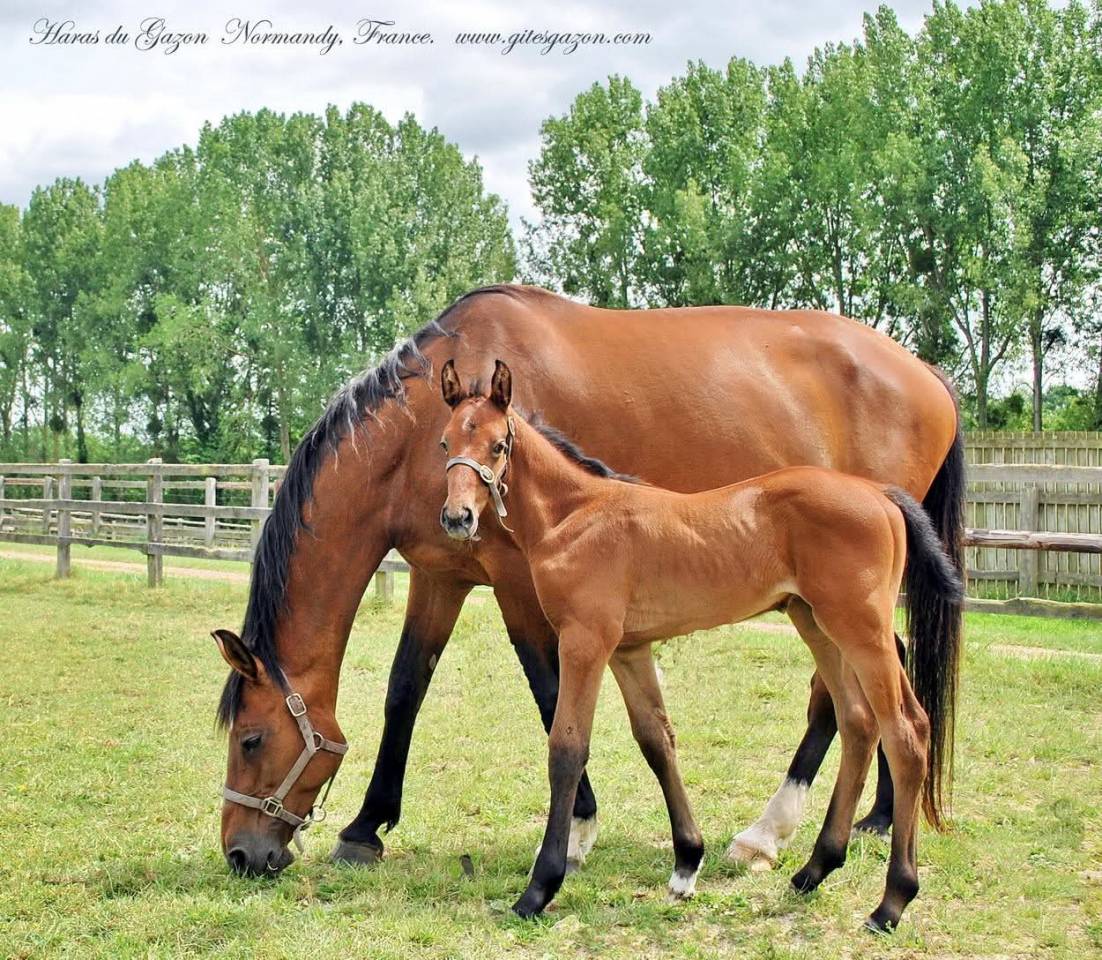 Broodmare Holsteiner For sale 2009 Bay