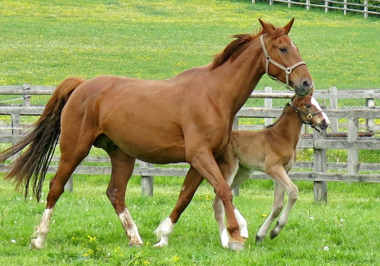 Broodmare Selle Fran&ccedil;ais For sale 2011 Chesnut