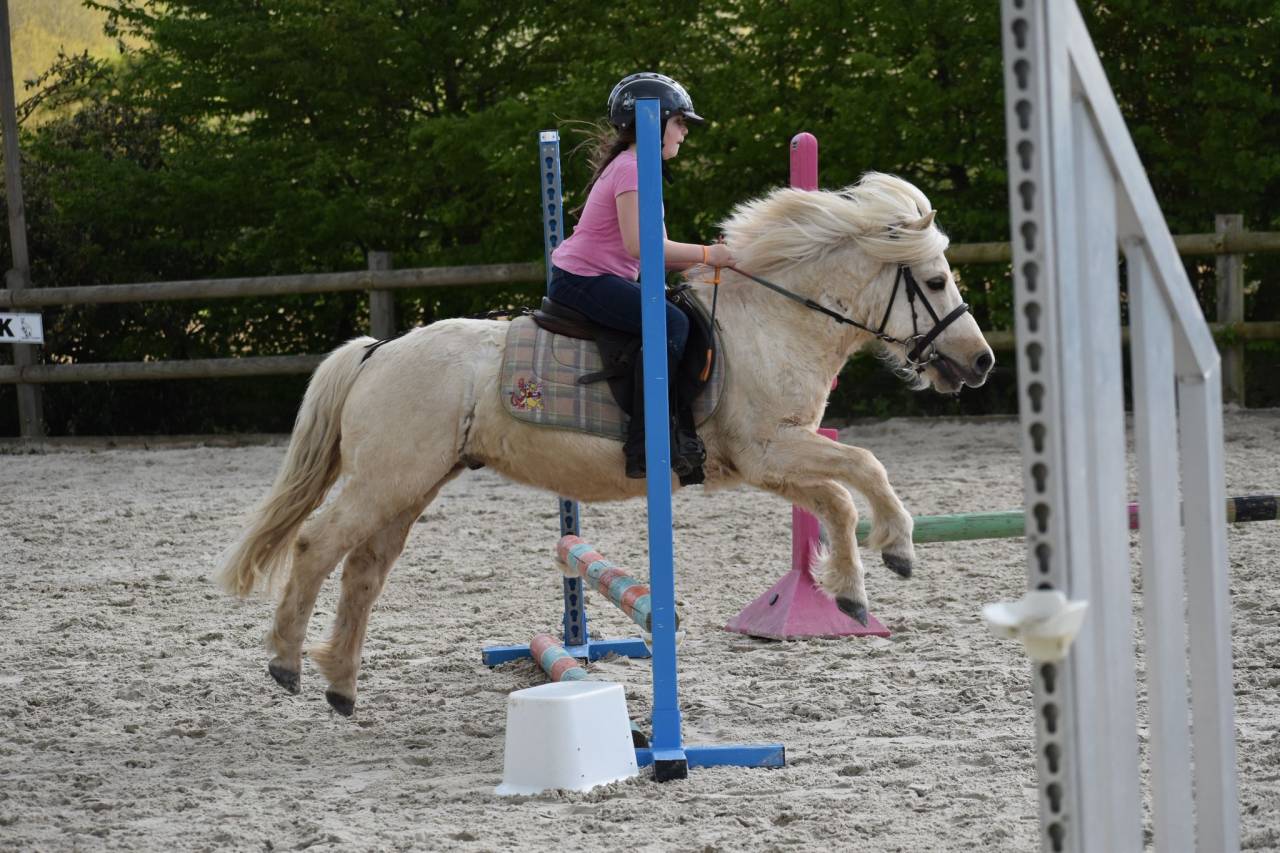 Gelding Shetland Pony For sale 2018 Palomino