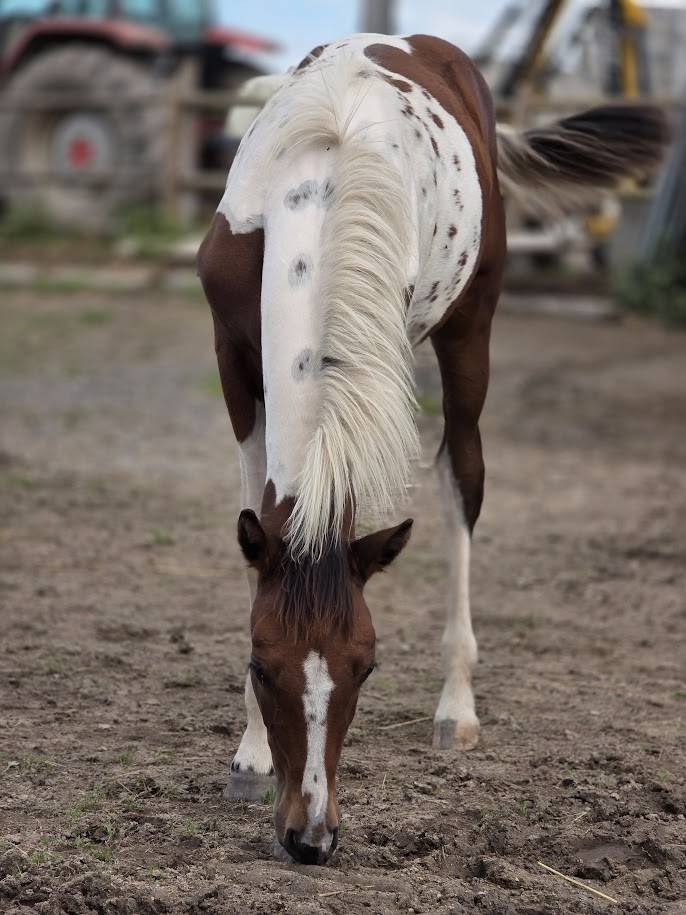 Colt Origin Recorded For sale 2025 Paint