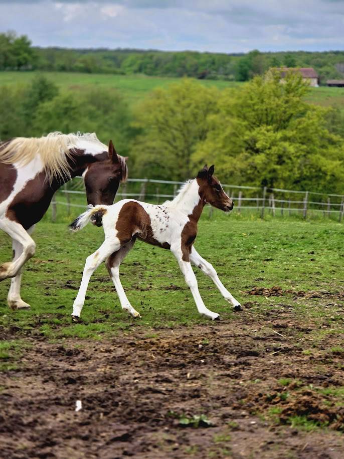 Colt Origin Recorded For sale 2025 Paint