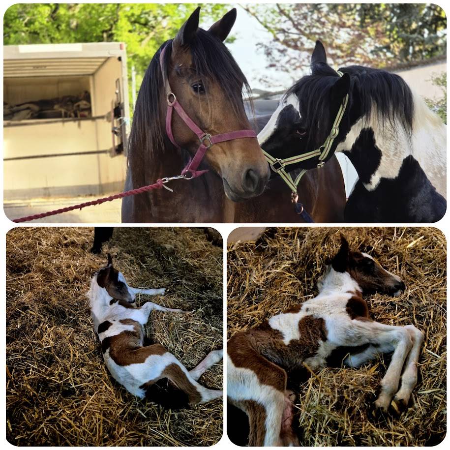 BLACK AND VHITEDEVAL - Origin Recorded 2011