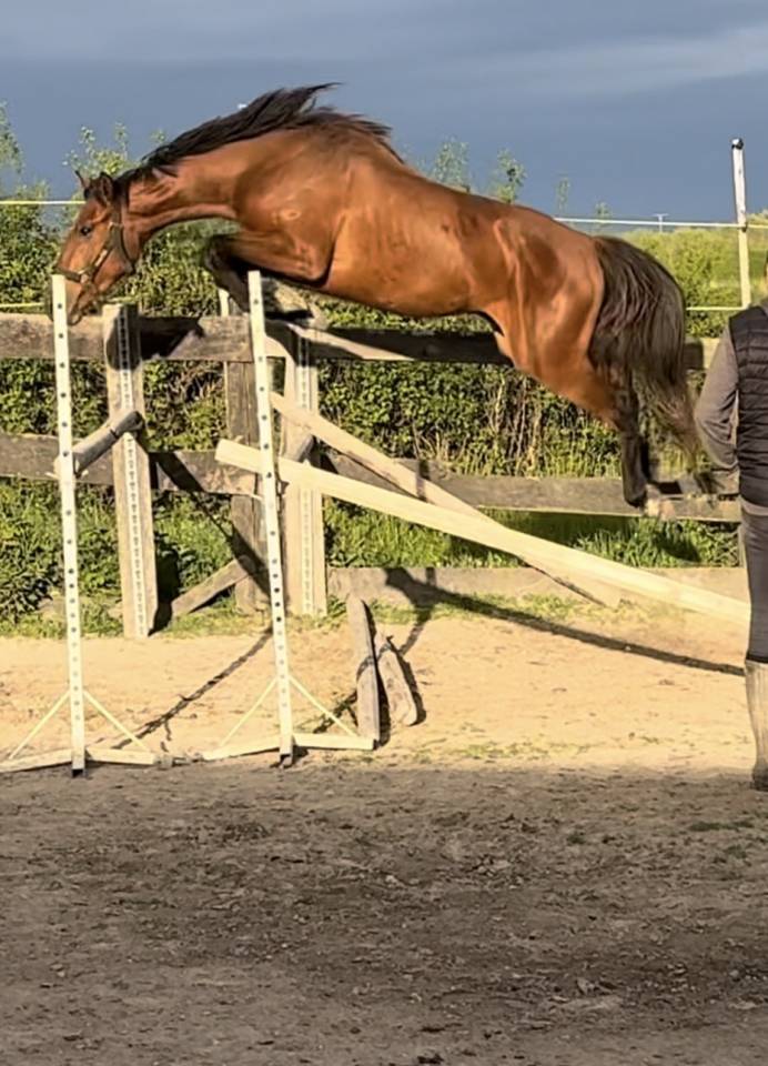 Entire Selle Fran&ccedil;ais For sale 2022 Bay