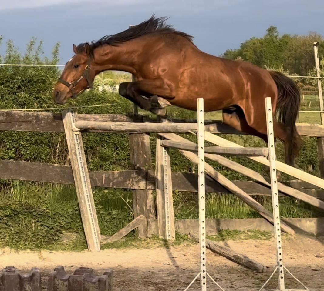 Entire Selle Fran&ccedil;ais For sale 2022 Bay