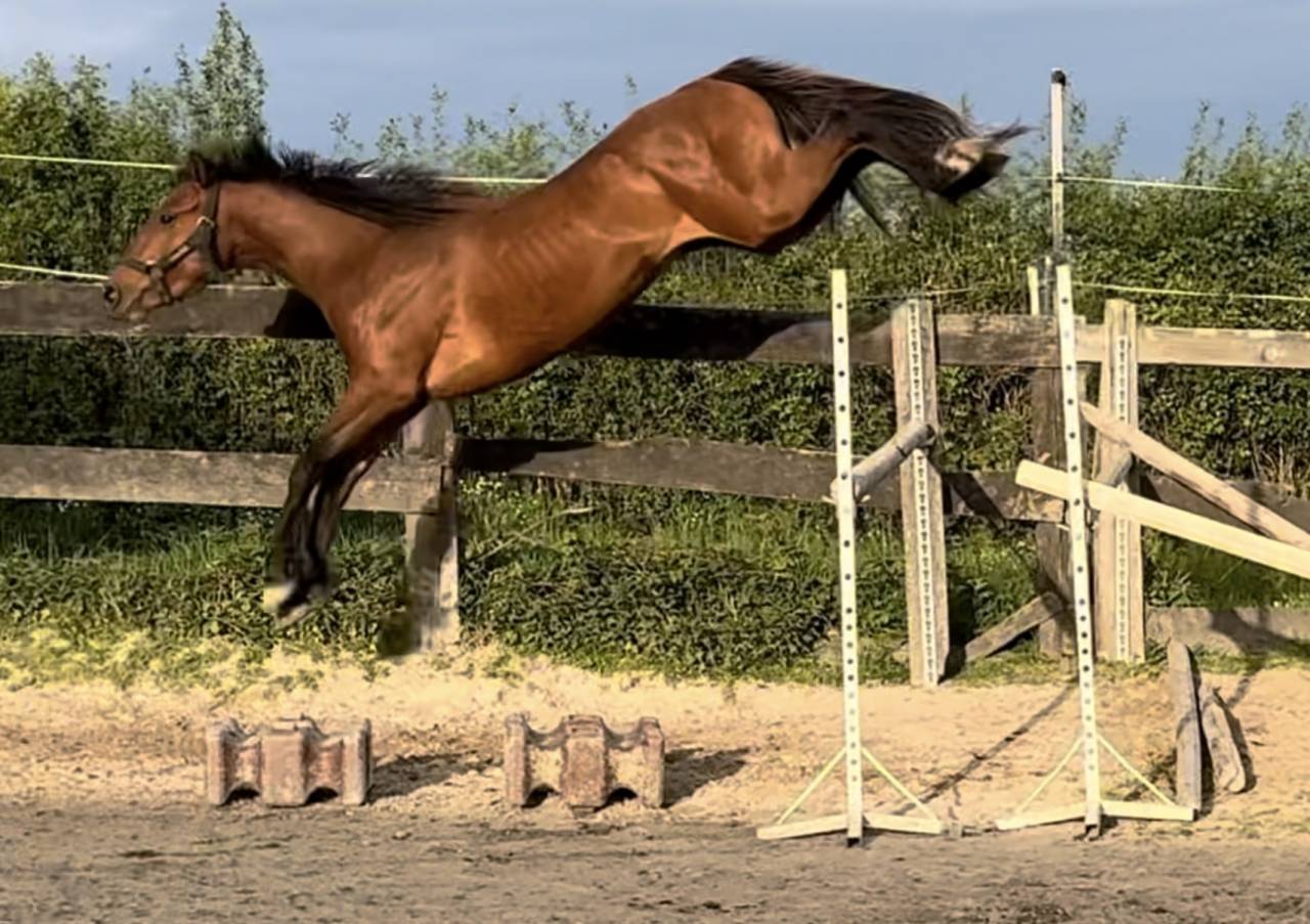 Entire Selle Fran&ccedil;ais For sale 2022 Bay