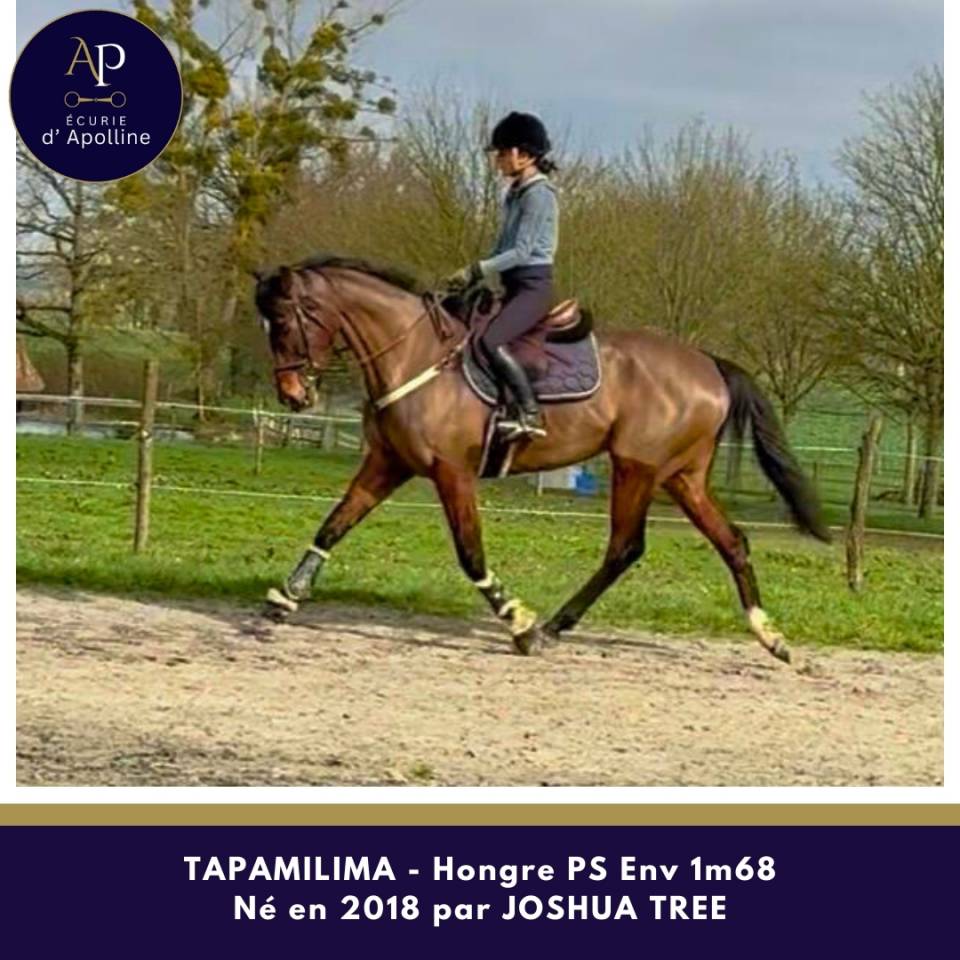 Gelding Thoroughbred For sale 2018 Bay