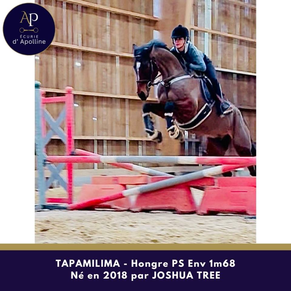 Gelding Thoroughbred For sale 2018 Bay