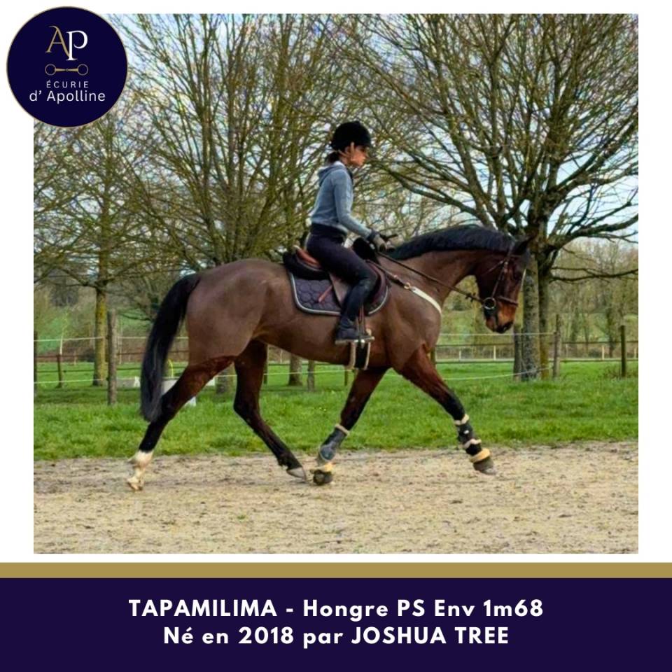 Gelding Thoroughbred For sale 2018 Bay