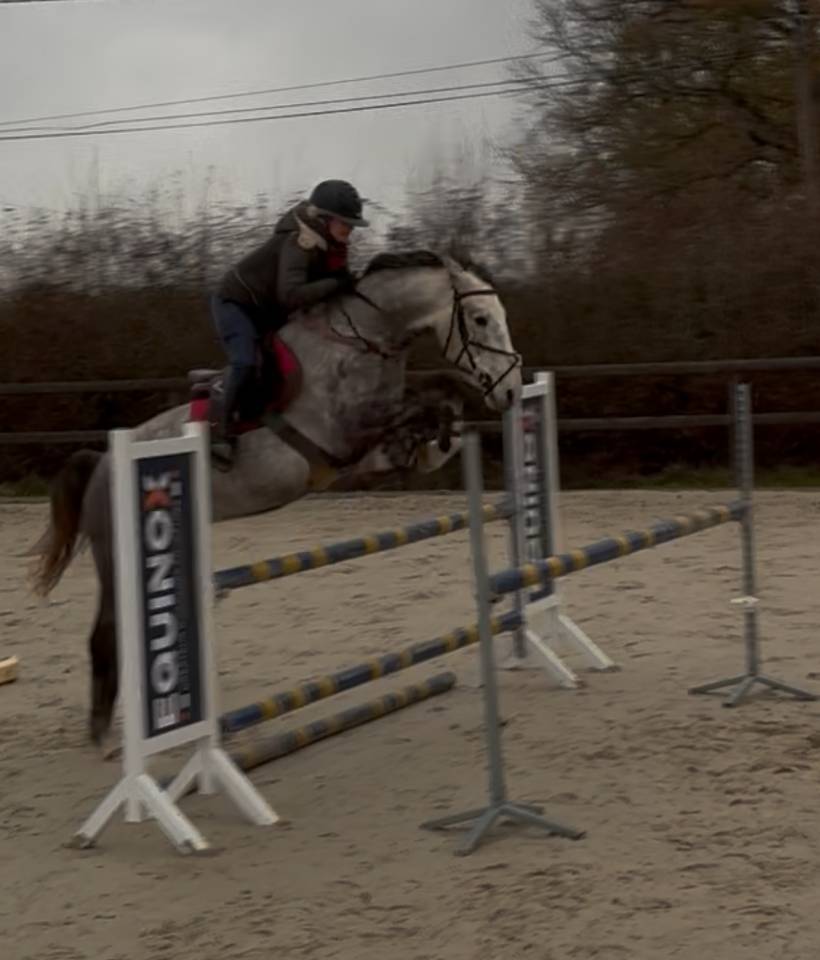 Gelding Origin Recorded For sale 2022 Grey