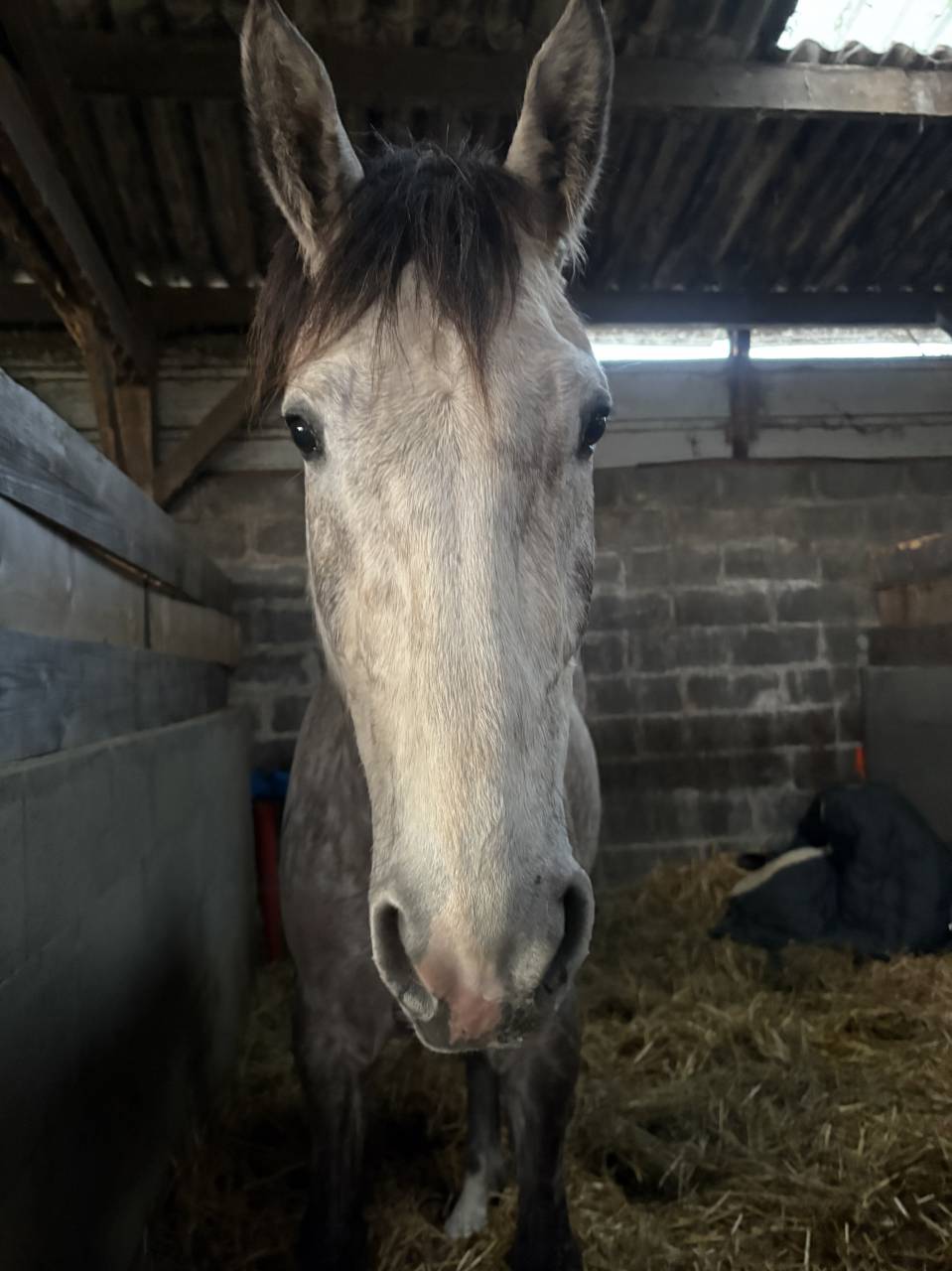 Gelding Origin Recorded For sale 2022 Grey