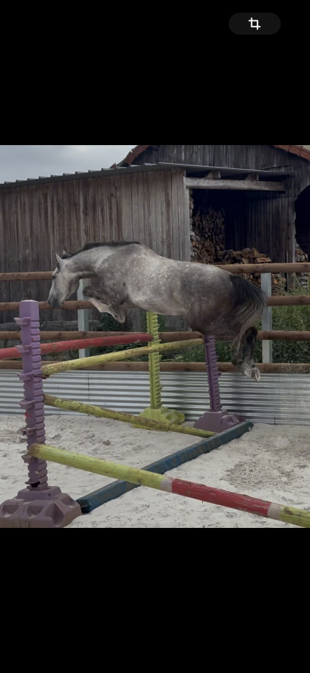 Gelding Origin Recorded For sale 2022 Grey