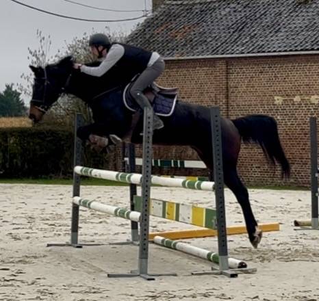Mare KWPN Dutch Warmblood For sale 2015 Dark Bay
