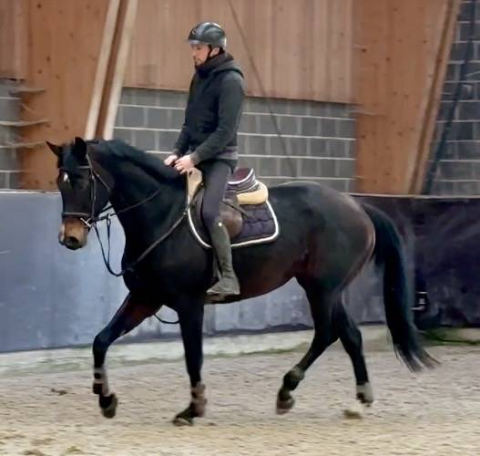 Mare KWPN Dutch Warmblood For sale 2015 Dark Bay