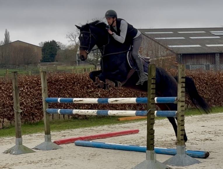 Mare KWPN Dutch Warmblood For sale 2015 Dark Bay