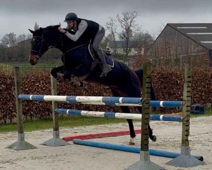 Mare KWPN Dutch Warmblood For sale 2015 Dark Bay