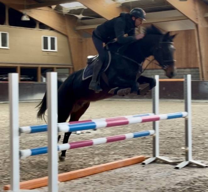 Mare KWPN Dutch Warmblood For sale 2015 Dark Bay