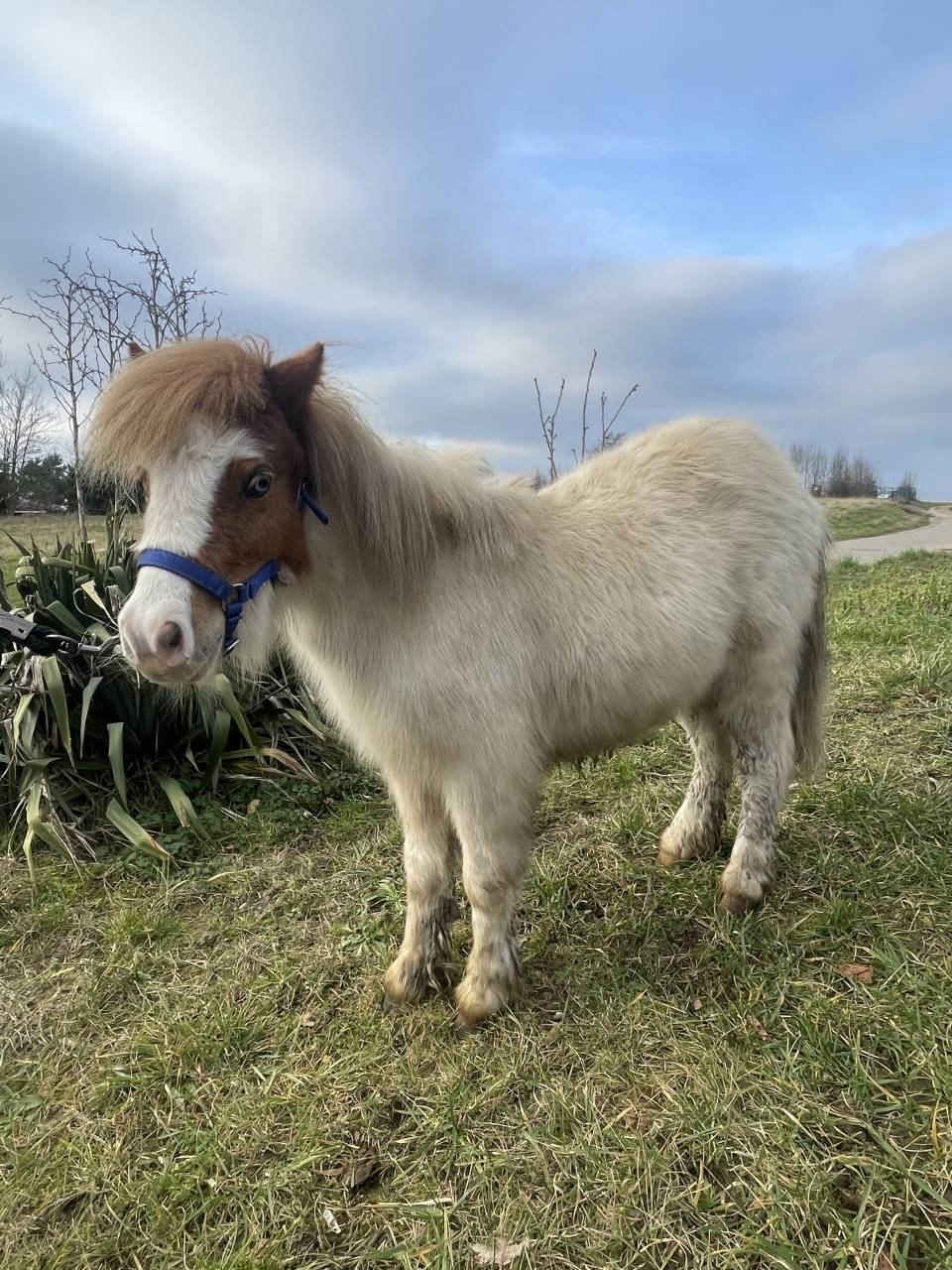 Filly Shetland Pony For sale 2024 Other color