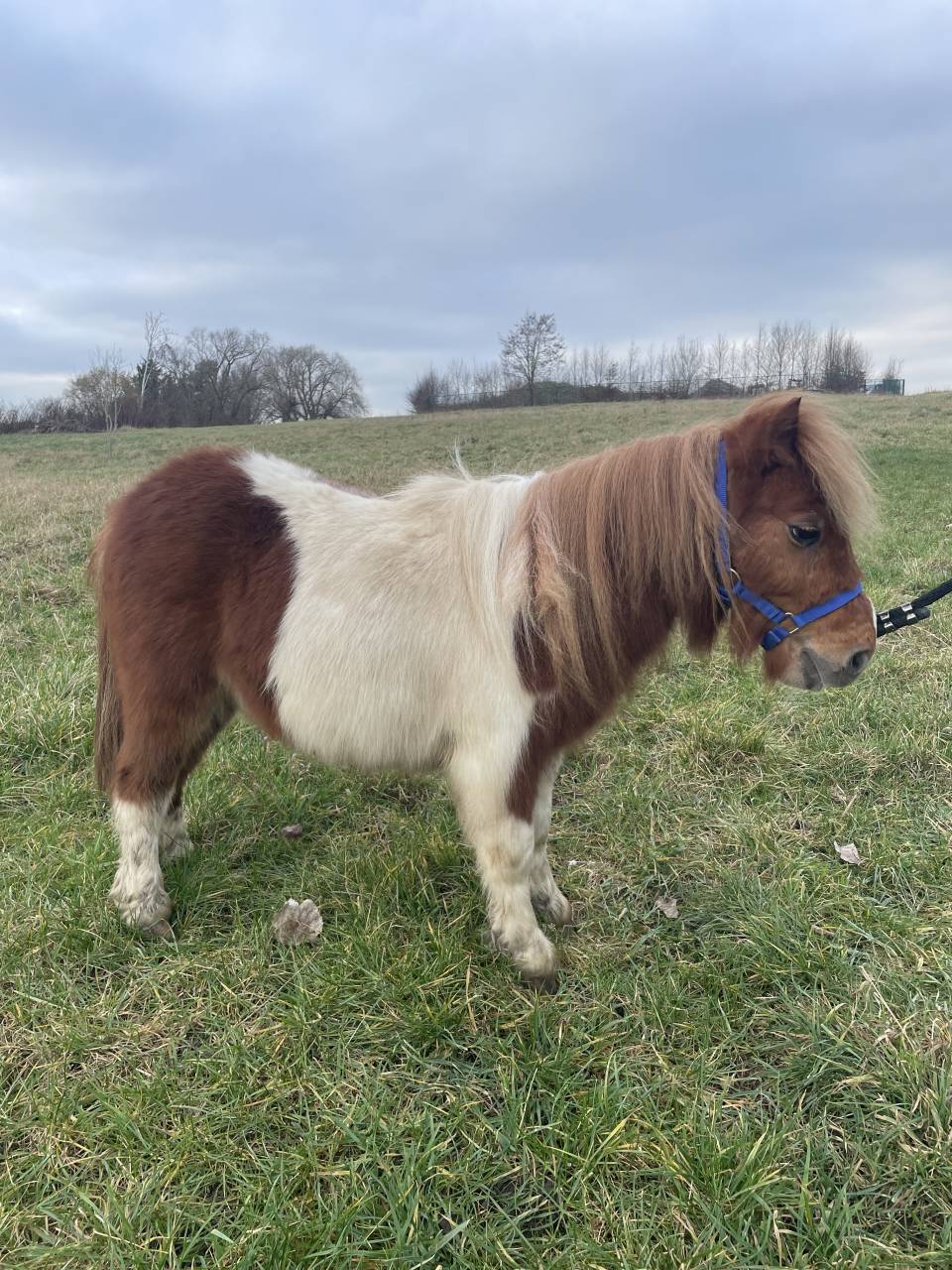 Filly Shetland Pony For sale 2024 Other color