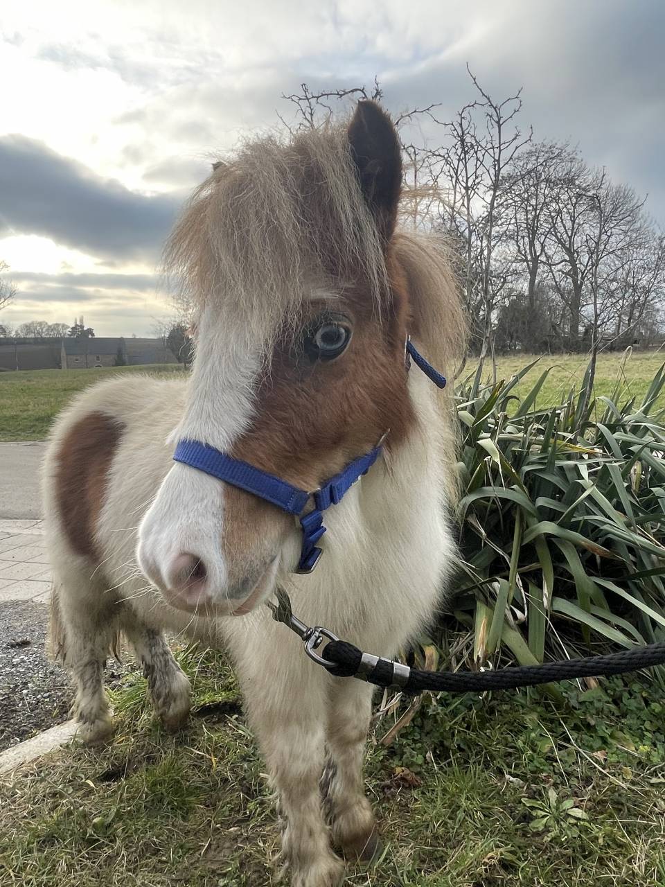 Filly Shetland Pony For sale 2024 Other color