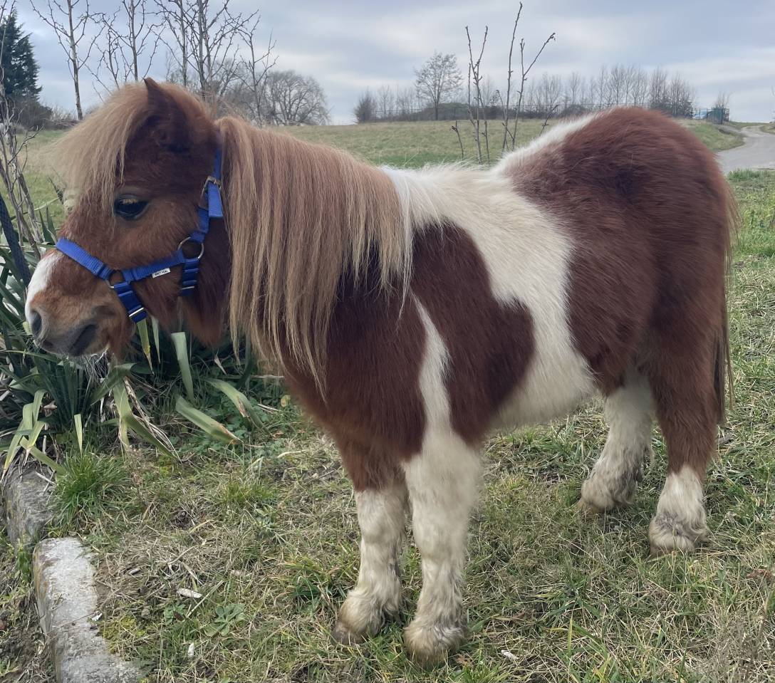 Filly Shetland Pony For sale 2024 Other color