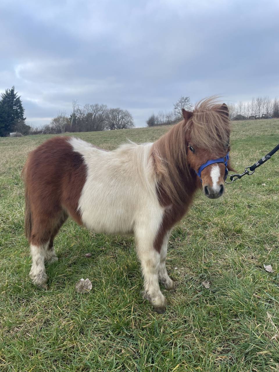 Filly Shetland Pony For sale 2024 Other color