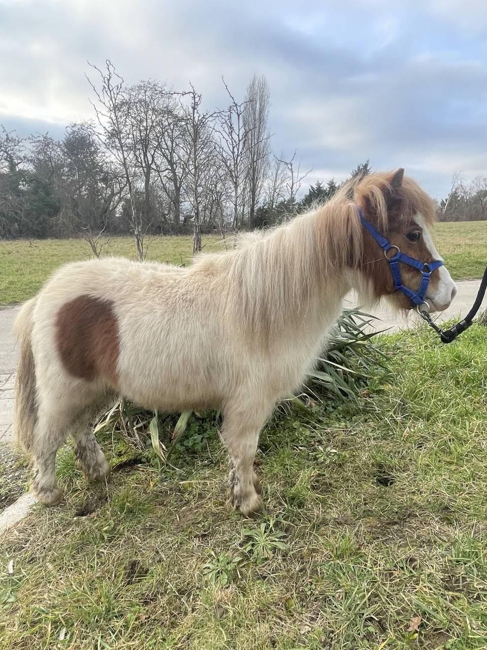 Filly Shetland Pony For sale 2024 Other color