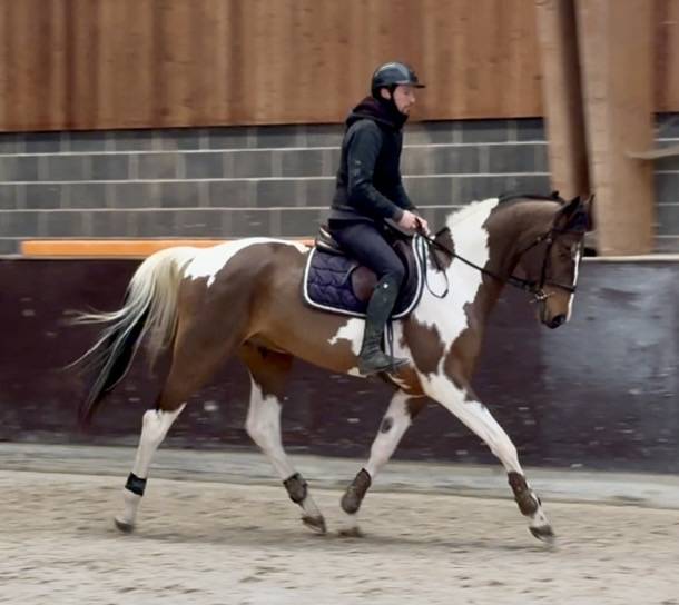 Gelding BWP Belgian Warmblood For sale 2022 Coloured