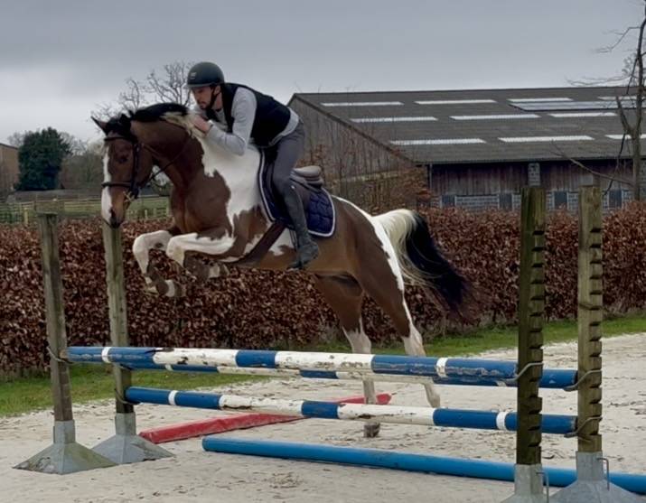 Gelding BWP Belgian Warmblood For sale 2022 Coloured